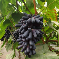 巨盛一号葡萄苗供应 扦插葡萄树苗特色品种 盛果源葡萄苗基地