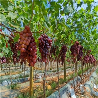 红巴拉多葡萄苗批发 大葡萄树苗栽种方法