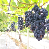 红宝石葡萄苗市场前景，1年生葡萄树苗反季种植