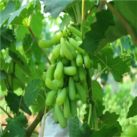 基地供应红巴拉多葡萄苗，巨峰葡萄树苗产量稳定
