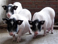 石景山区香猪养殖巴马香猪产地哪里免费提供技术