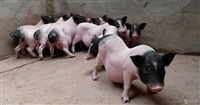 通州区香猪苗价格巴马香猪价格市场价格免费提供技术