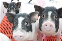 宣武区香猪多少钱一只巴马香猪价格市场价格免运费