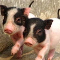 西城区香猪多少钱一只巴马香猪养殖场免费提供技术