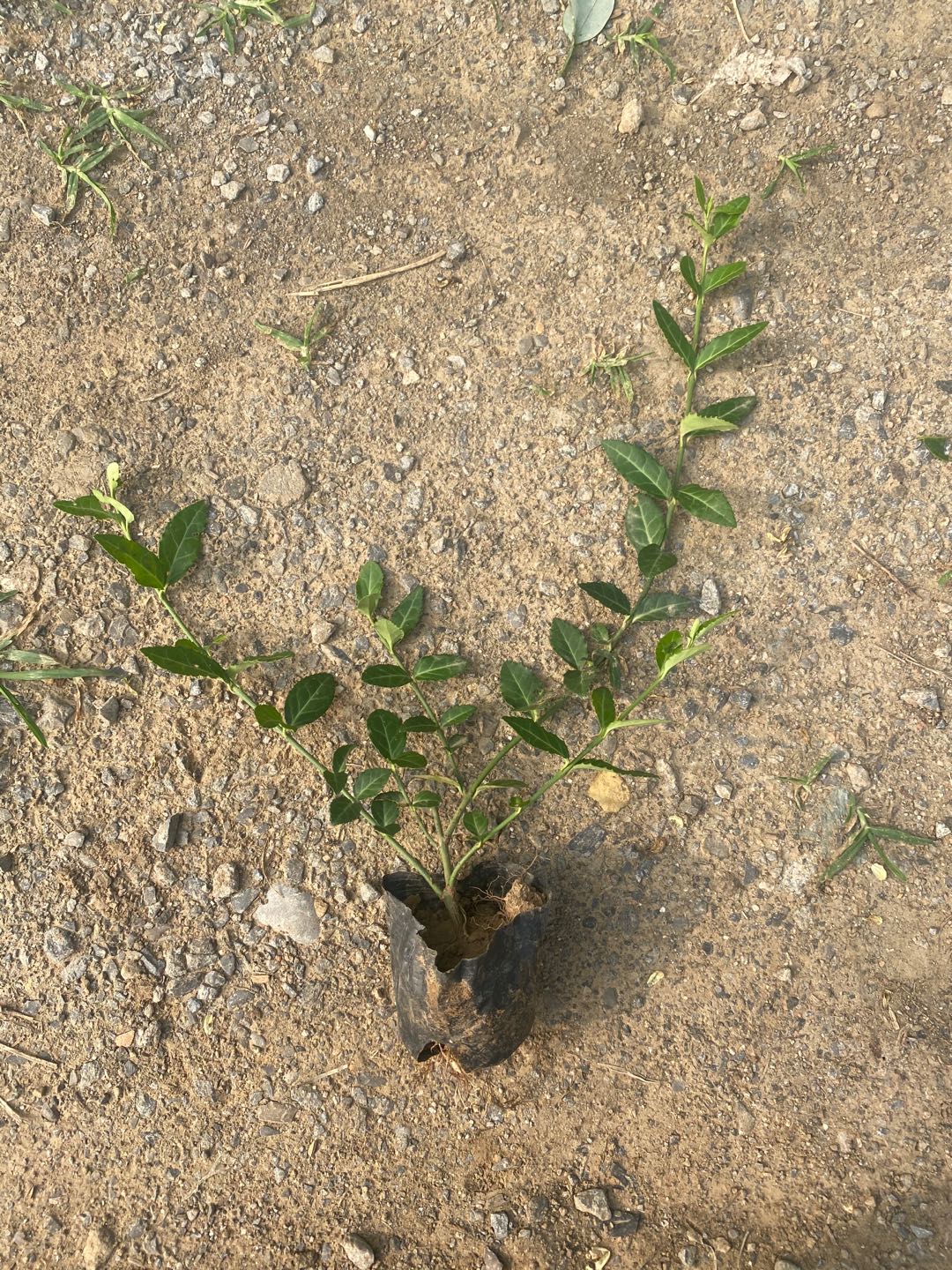 观赏苗木上盆小叶扶芳藤 上盆小叶扶芳藤种苗 小叶扶芳藤行情-搜了网