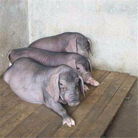 重庆太湖母猪图片