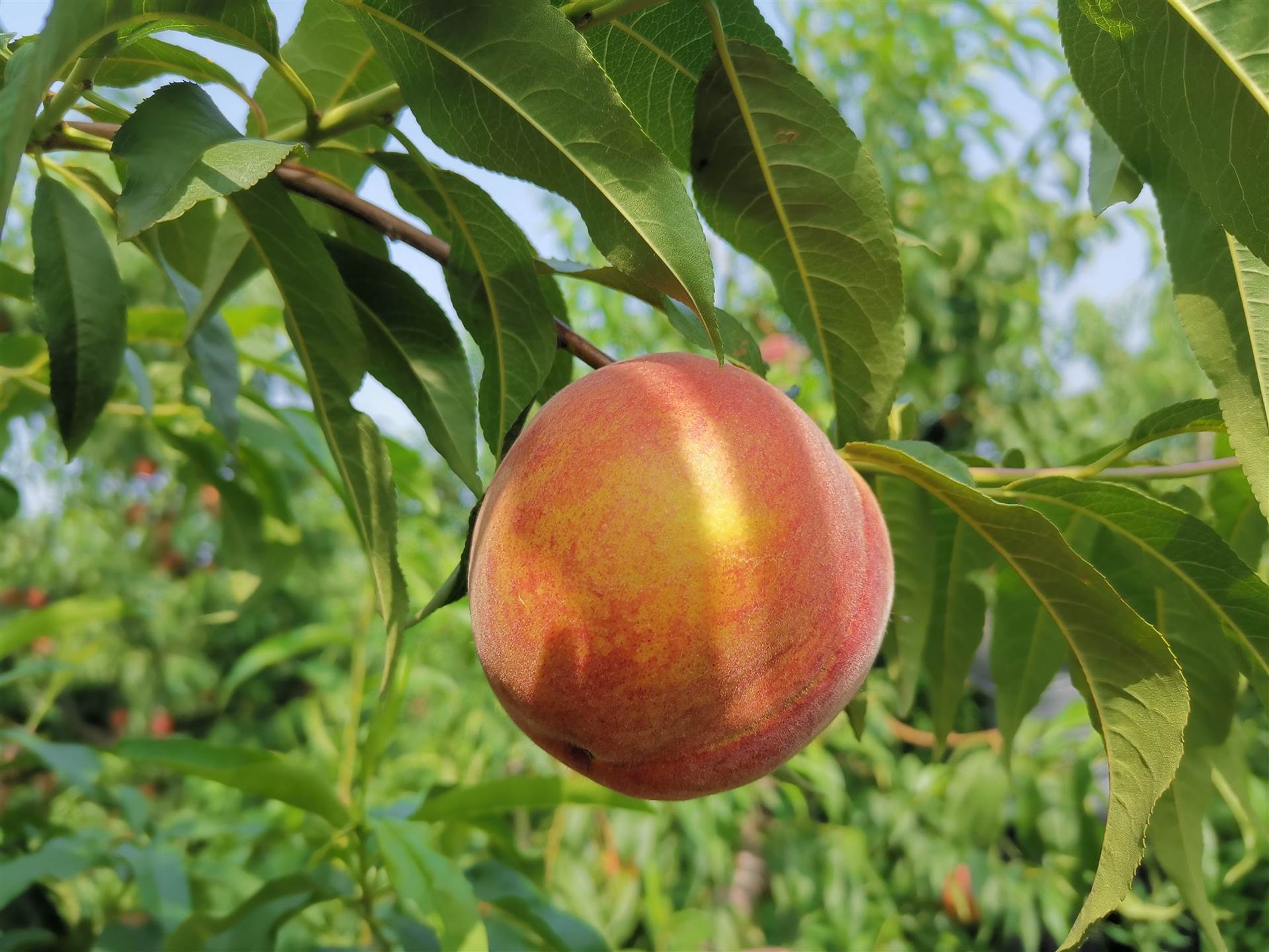 黄金蜜1号桃树苗基地嫁接桃树苗供应优质桃苗批发桃树苗价格