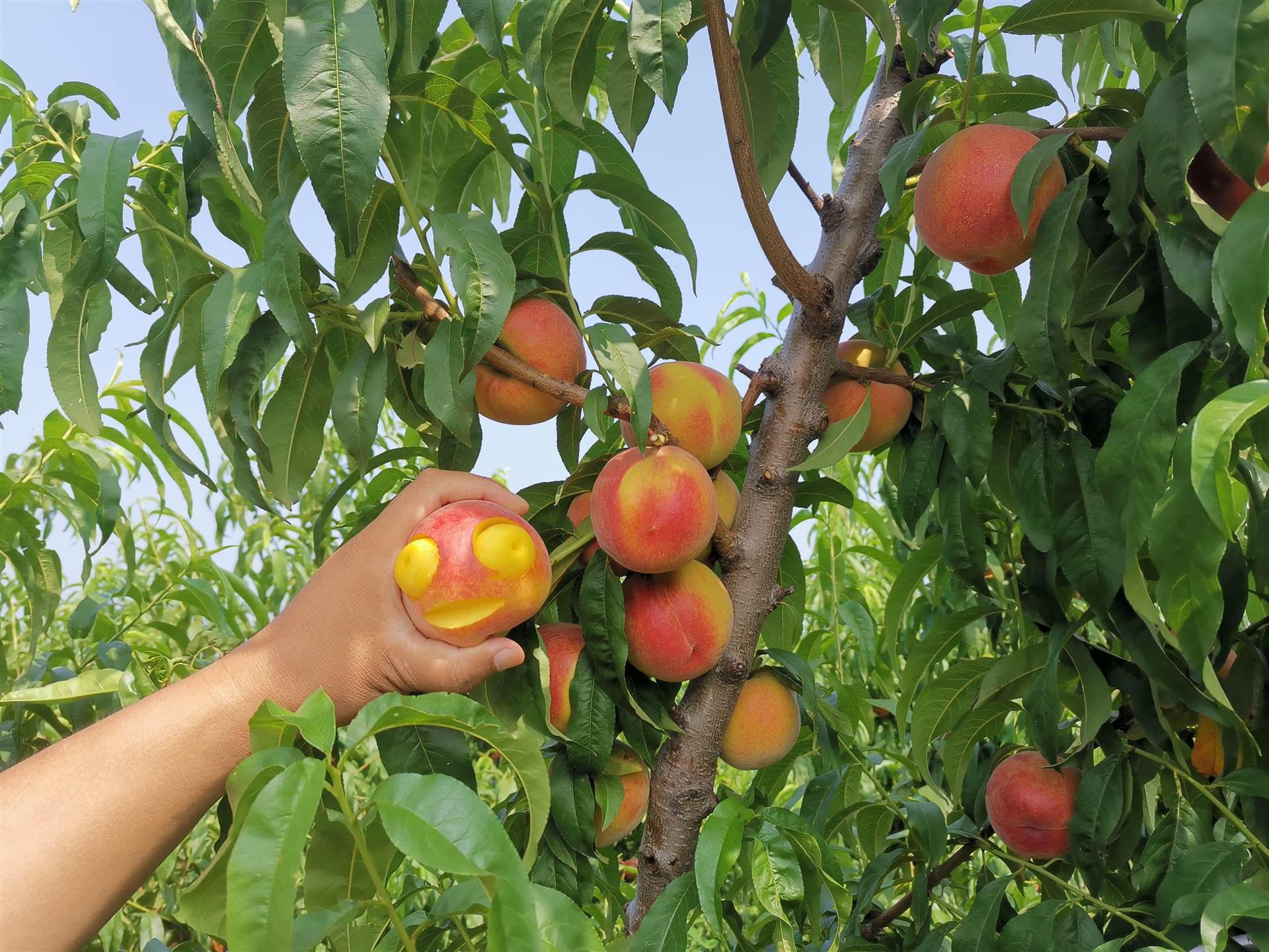 黄金蜜1号桃树苗基地嫁接桃树苗供应优质桃苗批发桃树苗价格
