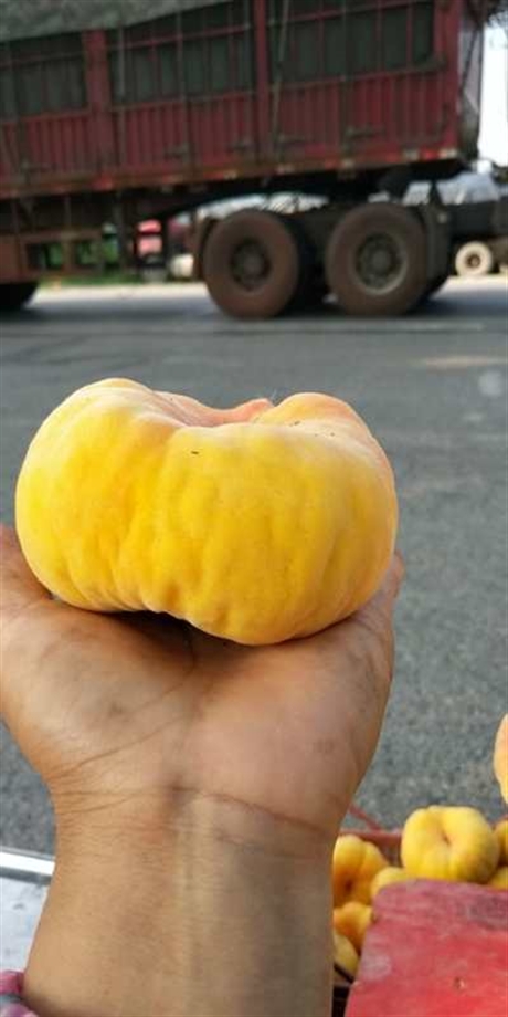 珠海市早熟大蟠桃常年供應(yīng)