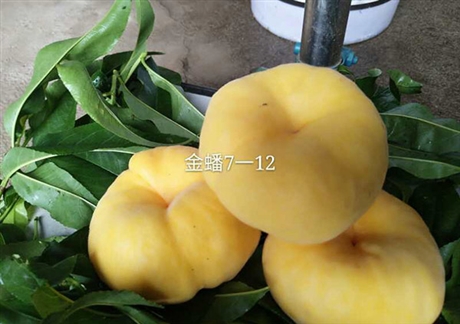 珠海市早熟大蟠桃什么時候種植