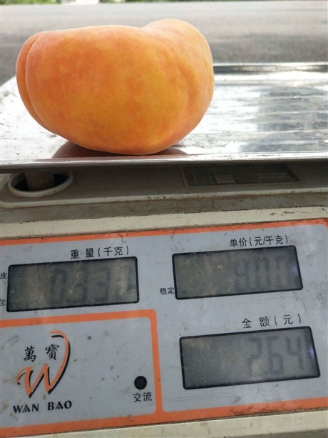 襄樊市早熟大蟠桃桃苗基地