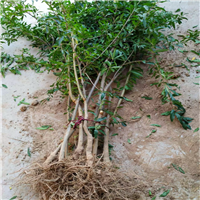 软籽石榴苗产量高 红玛瑙石榴树苗新增品种