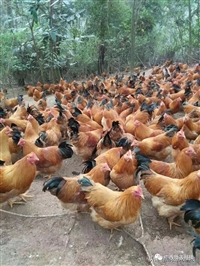 养鸡场评估养兔场评估山羊养殖评估