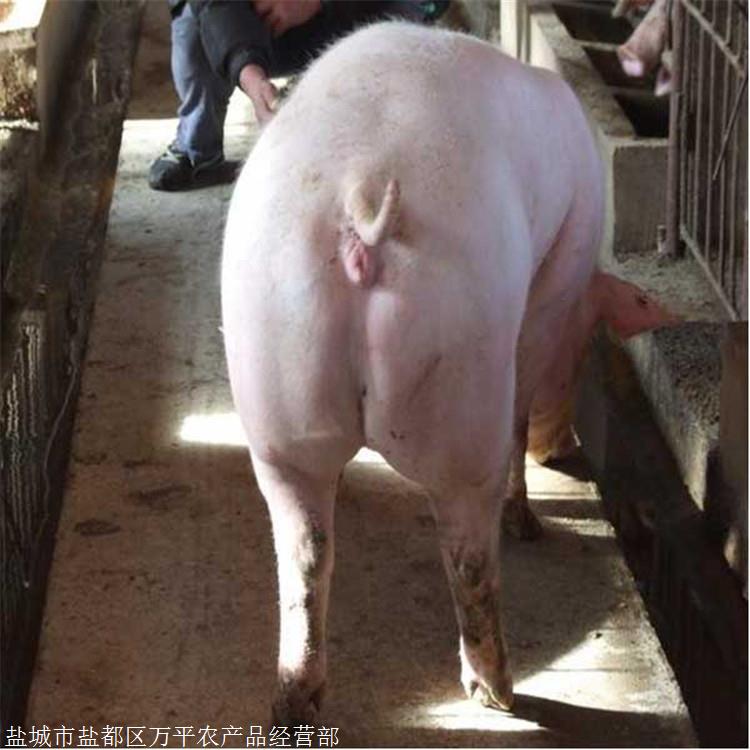 德承长太二元母猪价格白母猪一头基地供应