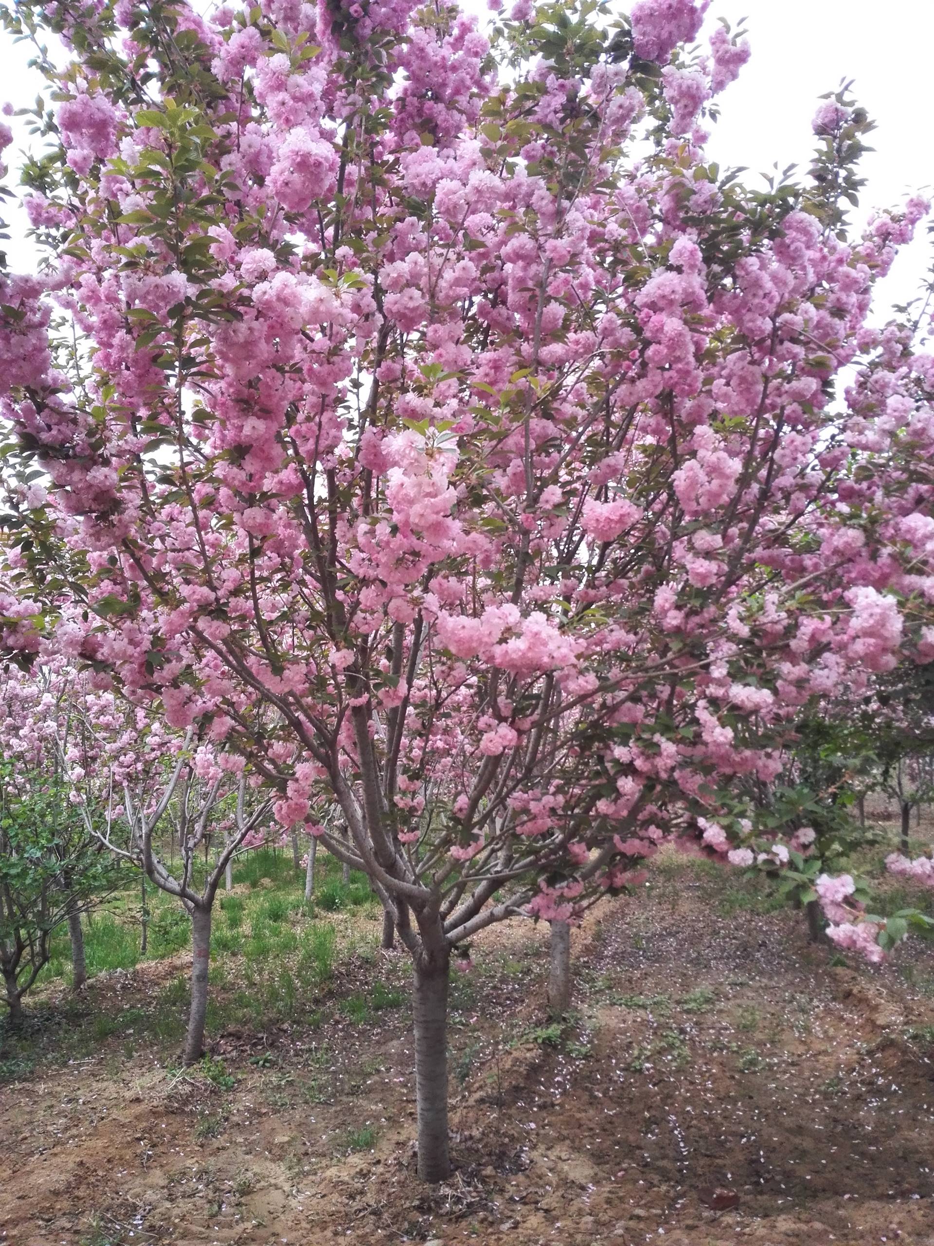 山東泰安櫻花泰安櫻花基地