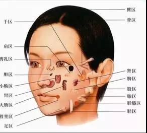 人体的健康和疾病都通过经络传导到面部反射区反射出来,而面部则是