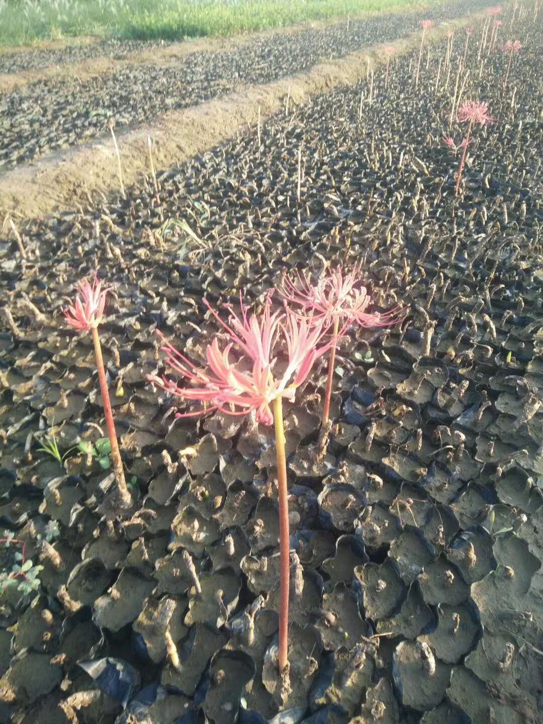 石蒜,紅花石蒜,彼岸花,青州石蒜基地,山東紅花石蒜種植基地