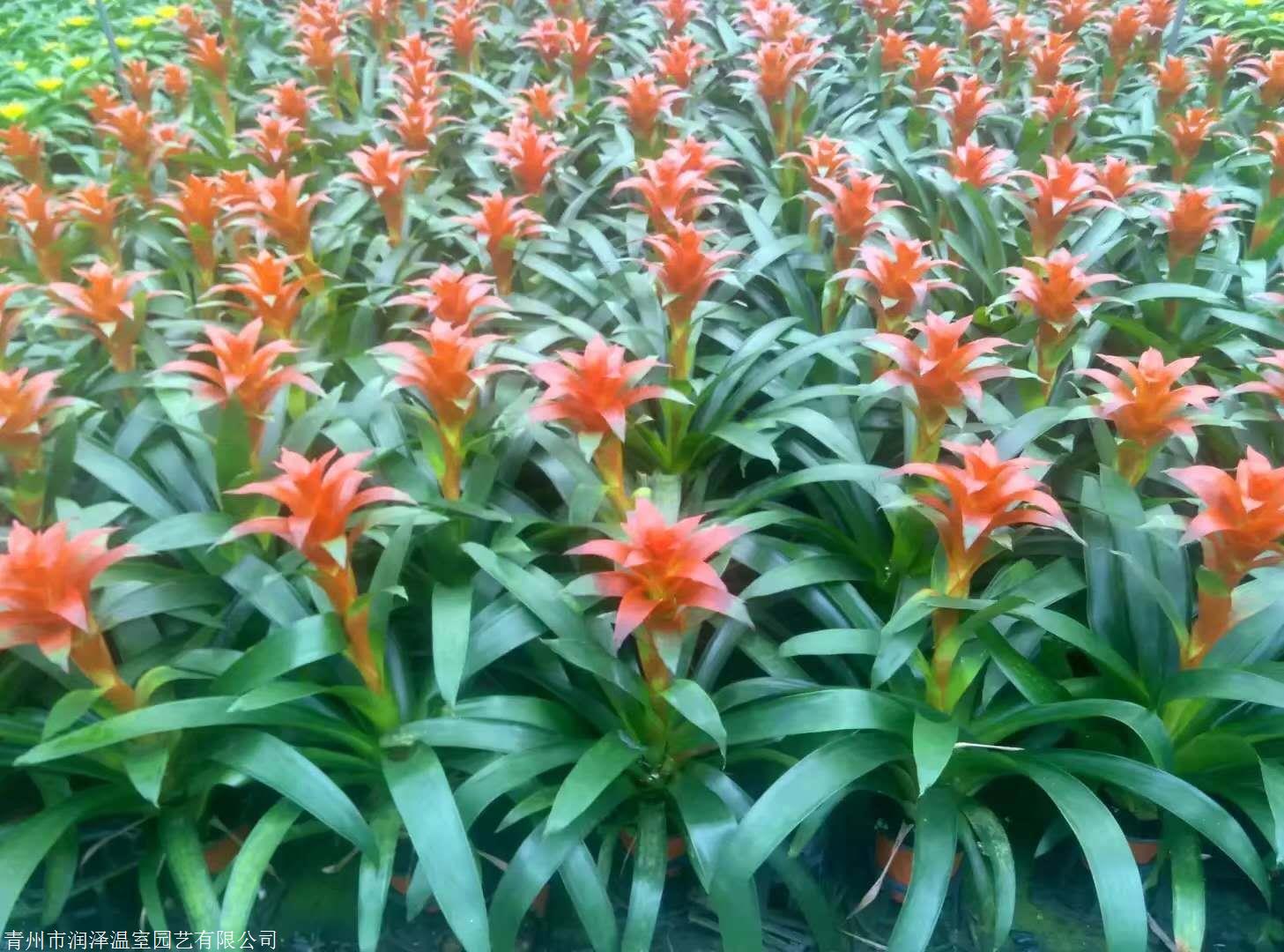 凤梨花,过堂红,青州凤梨花种植基地,凤梨花价格