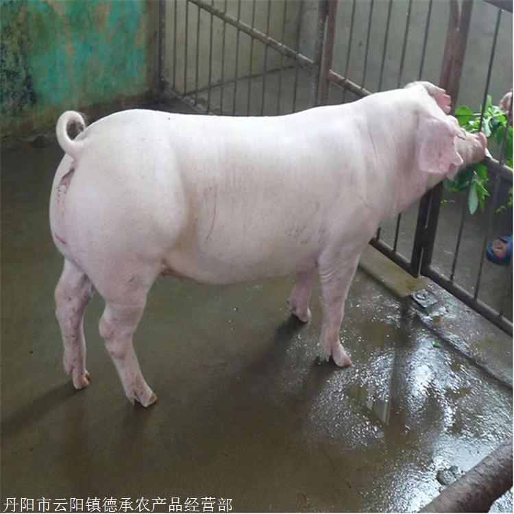 正邦科技： 关于2024年10月份生猪出售状况简报