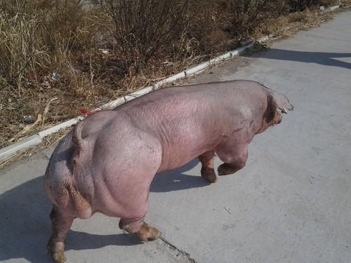 杜洛克公猪配种极好