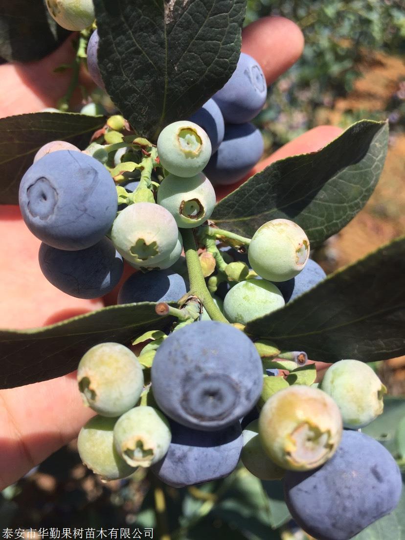 自由蓝莓苗成熟季节 自由蓝莓苗大小规格齐全