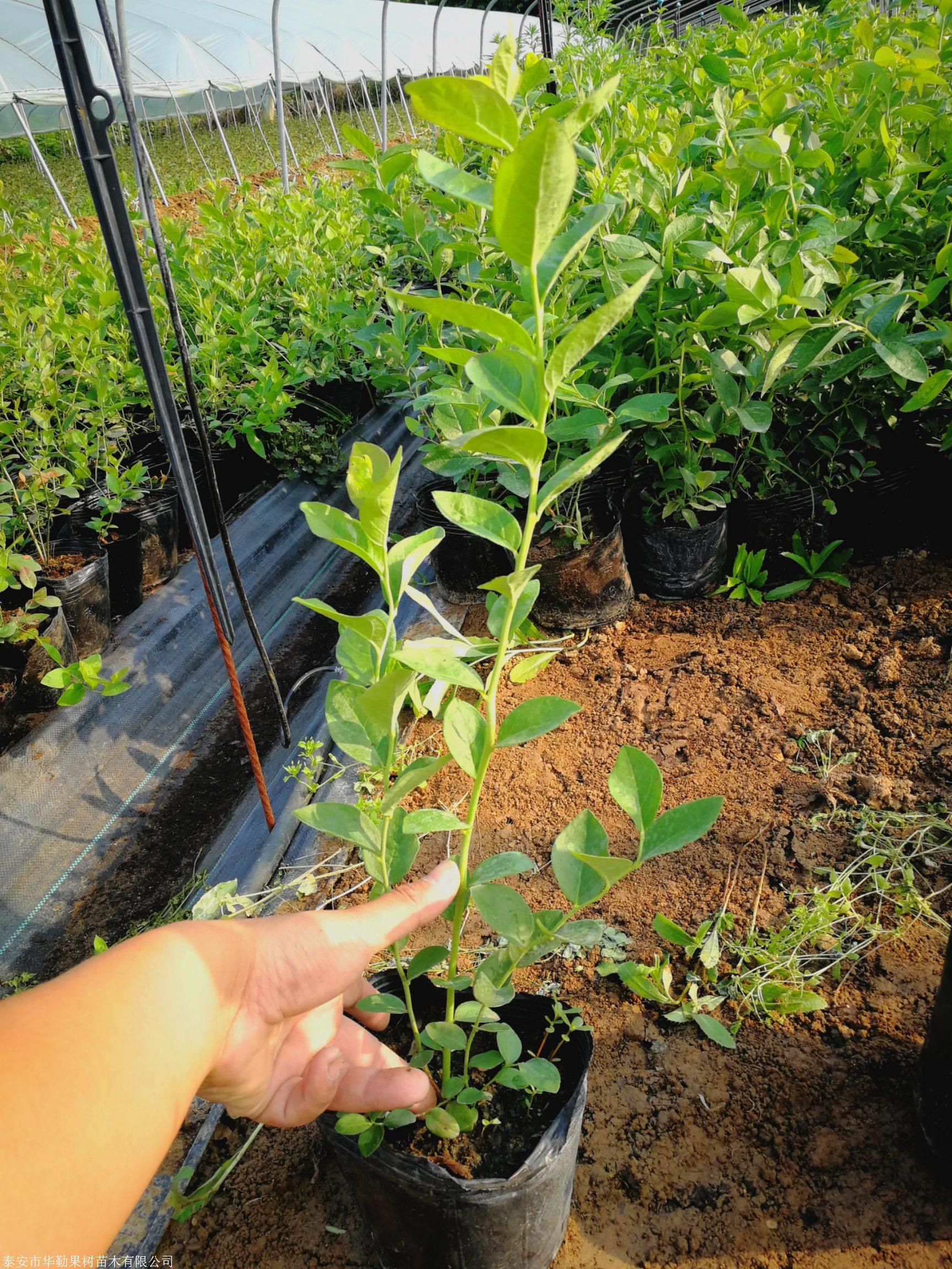 耐寒德雷珀蓝莓苗根系发达德雷珀蓝莓苗品种优良