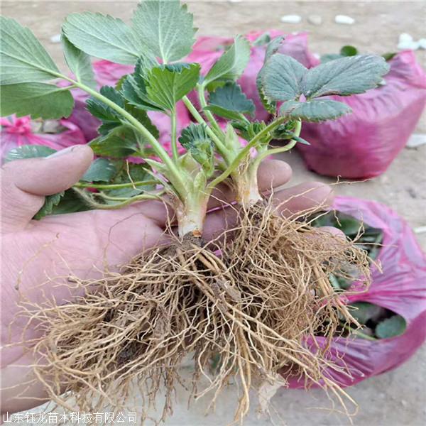 草莓苗弓背怎么看视频草莓苗用生根粉泡提供种植技术