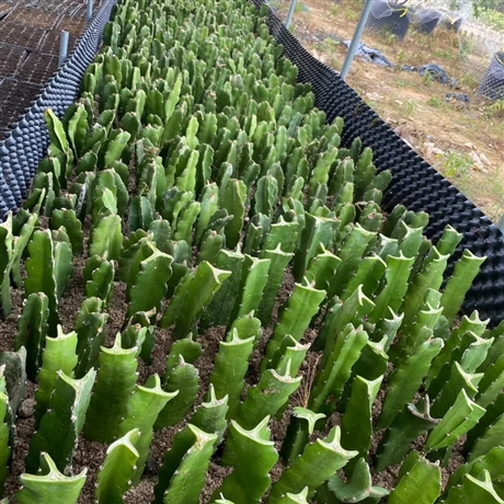 漳浦黄龙火龙果苗红心红肉紫肉苗圃现挖苗木基地火龙果