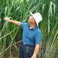 养羊种什么牧草好,羊爱吃的牧草,甜象草