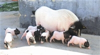 房山区香猪种苗养巴马香猪养殖场免运费