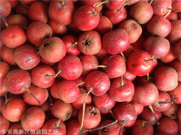 河南甜红子山楂苗价格真诚合作恒诚园艺