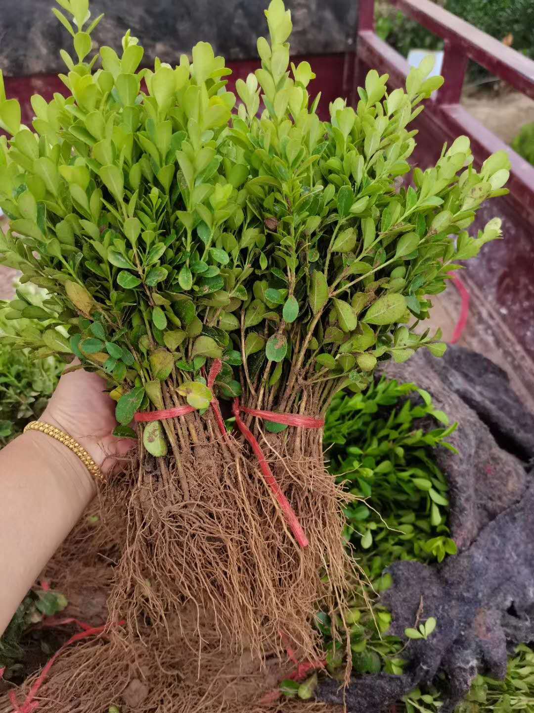 小叶黄杨,青州小叶黄杨,小叶黄杨小苗,小叶黄杨种植基地