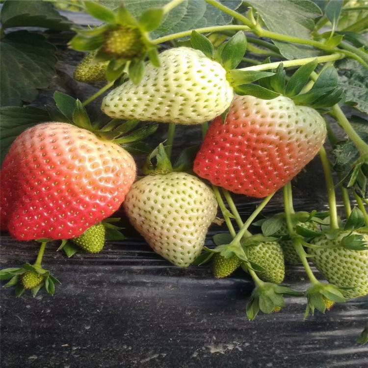 供應露天草莓苗品種法蘭地妙香7號雪裡香草莓苗出售基地