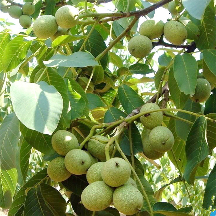 结果早嫁接核桃苗 国迎基地 元丰 清香美国核桃树苗保湿发货