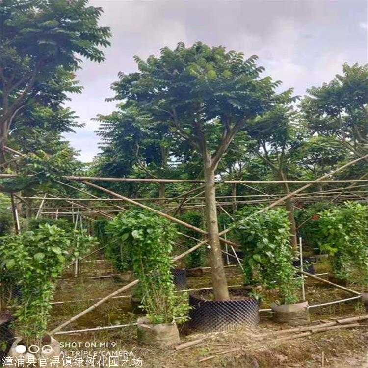 批发价格联系方式期待您的来电漳浦县官浔镇绿树花园艺场联系人 :蔡