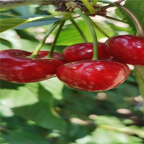 龙冠樱桃树苗适合种植地区吉塞拉矮化樱桃树苗