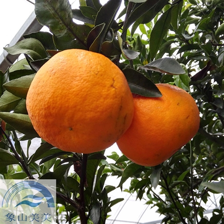 柑橘新品种阿斯蜜,晚熟杂柑,一年生柑桔树苗,象山基地直发