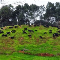 养殖黑山羊种什么牧草  人工种植牧草养殖黑山羊的重要性