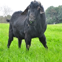 努比亚黑山羊养殖视频  努比亚黑山羊