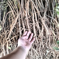 二年生牡丹苗子种植包发芽率