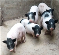 石景山区香猪养殖巴马香猪苗多少钱一只免费提供技术