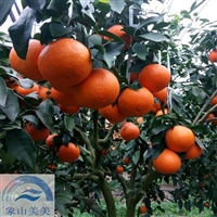 正宗红美人柑橘苗供应，象山爱媛28号柑桔，红美人杂柑苗