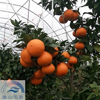 柑橘新品种红美人，早熟杂柑，两年生柑桔苗，象山基地直发