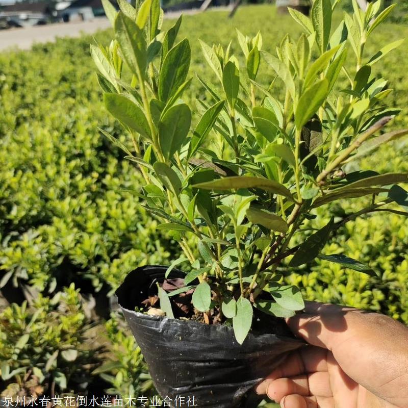 毛杜鹃袋苗 毛杜鹃 映山红 毛杜鹃品种