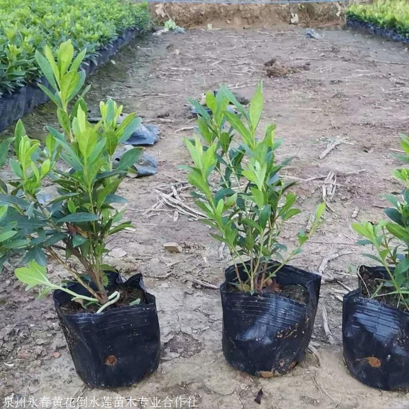 毛杜鹃袋苗 毛杜鹃 映山红 毛杜鹃品种