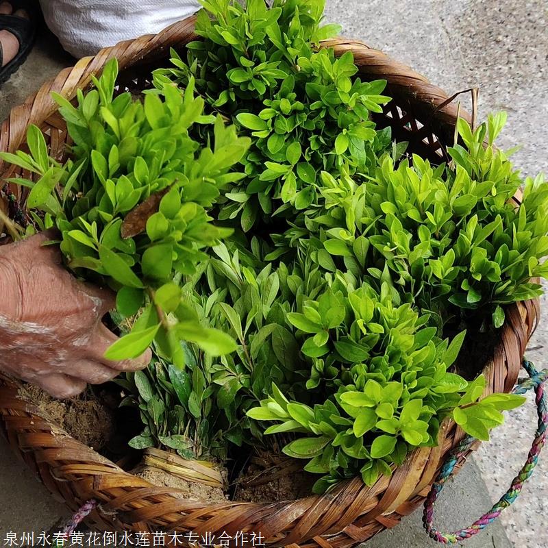 毛杜鹃袋苗 毛杜鹃 映山红 毛杜鹃品种