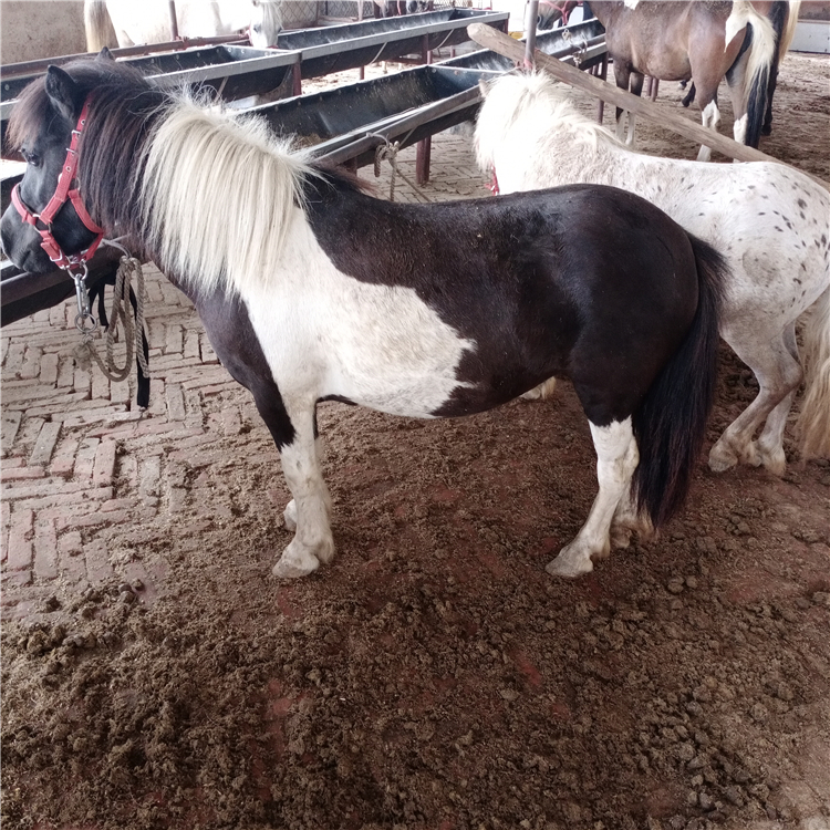 山东万顺牧业有限公司 产品展厅 >活马养殖场活体真