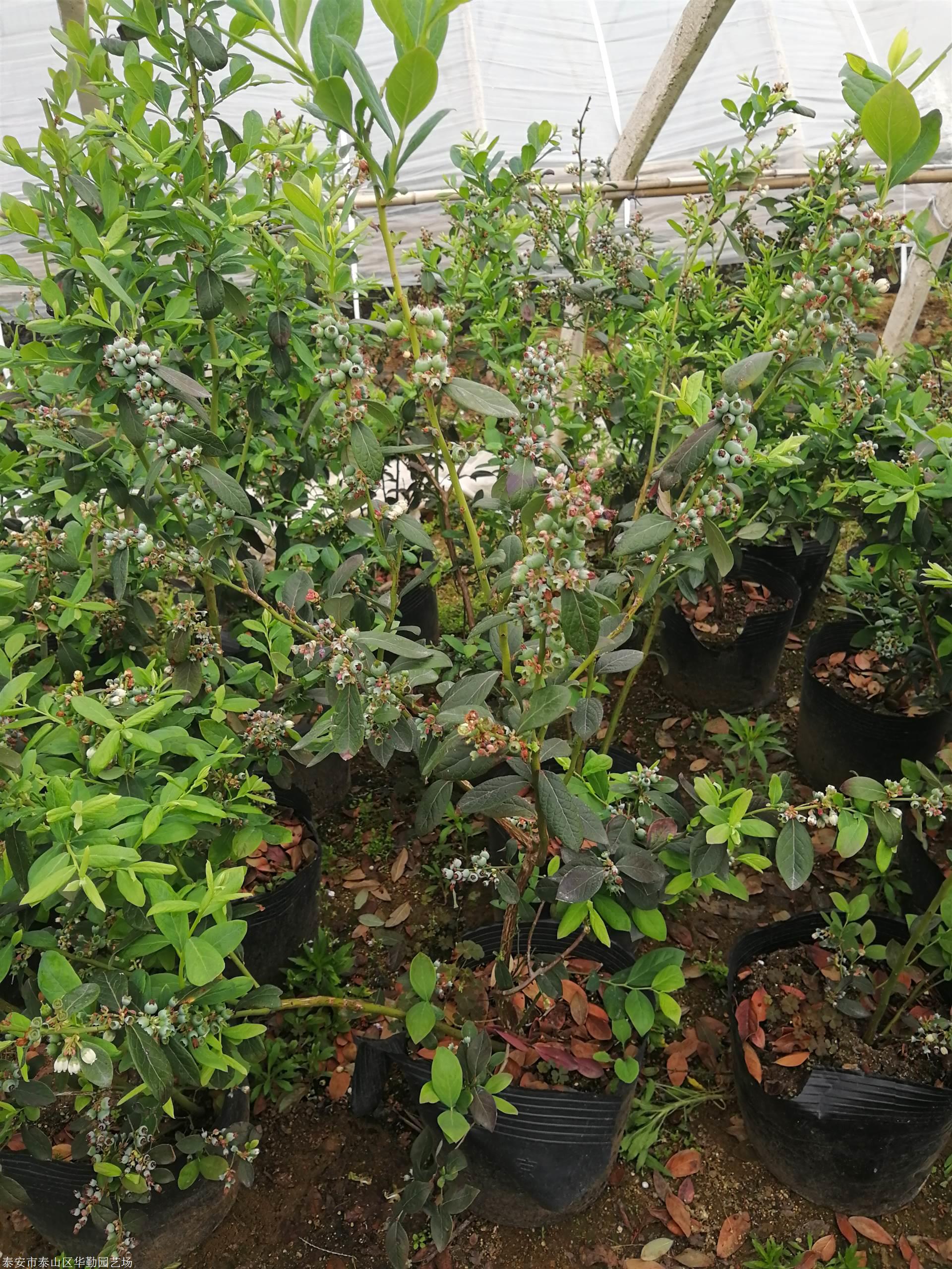 泰安三年生天后蓝莓苗3年天后蓝莓苗早熟品种