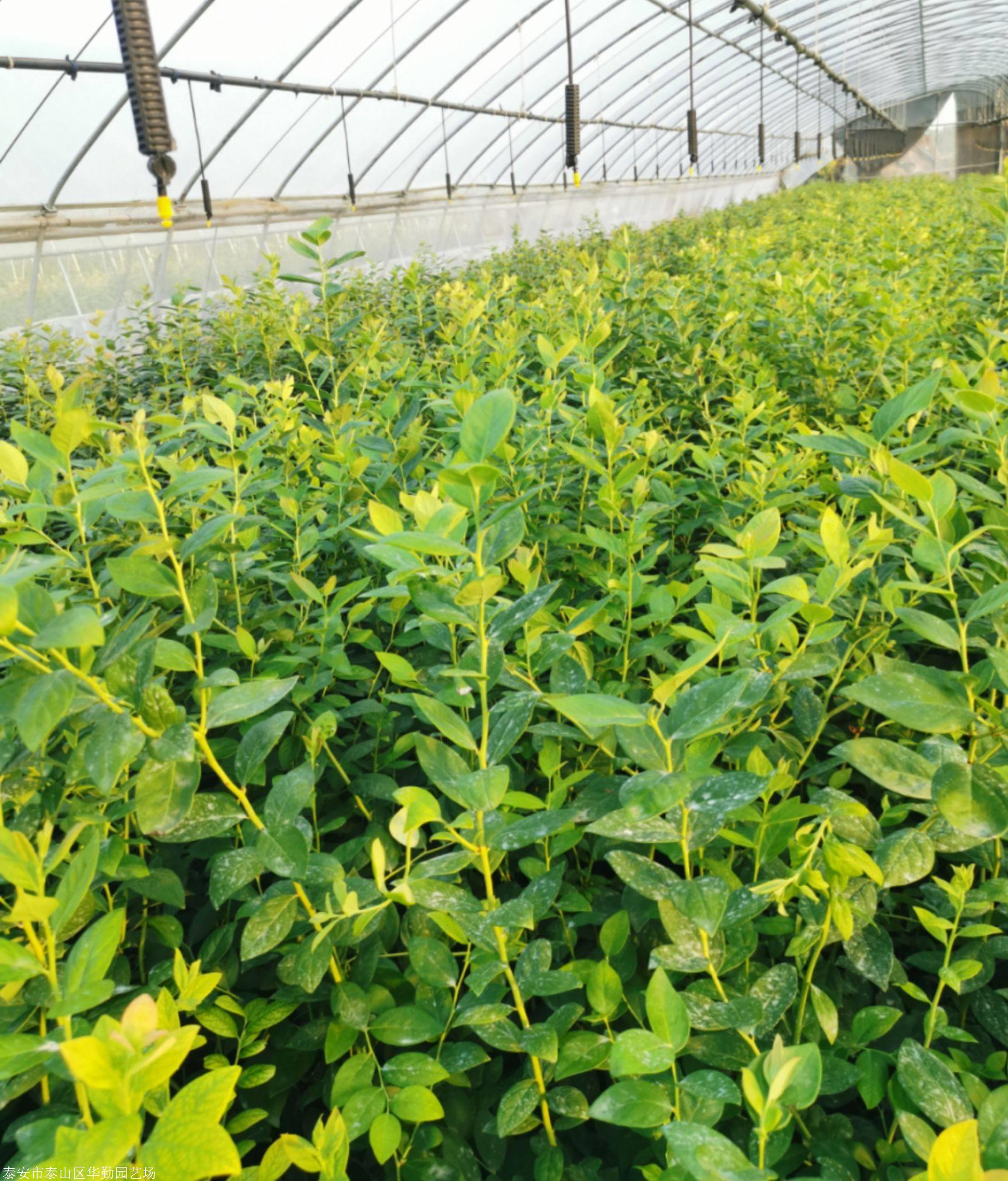 三年生需冷量低的珠蓝莓苗批发价格 3年的珠宝蓝莓苗低价销售