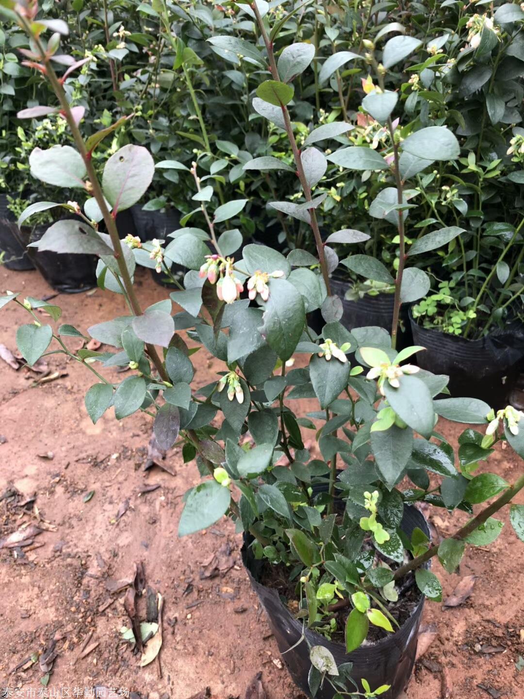 二年生极早熟薄雾蓝莓苗现挖现卖三年生薄雾蓝莓苗品种优良